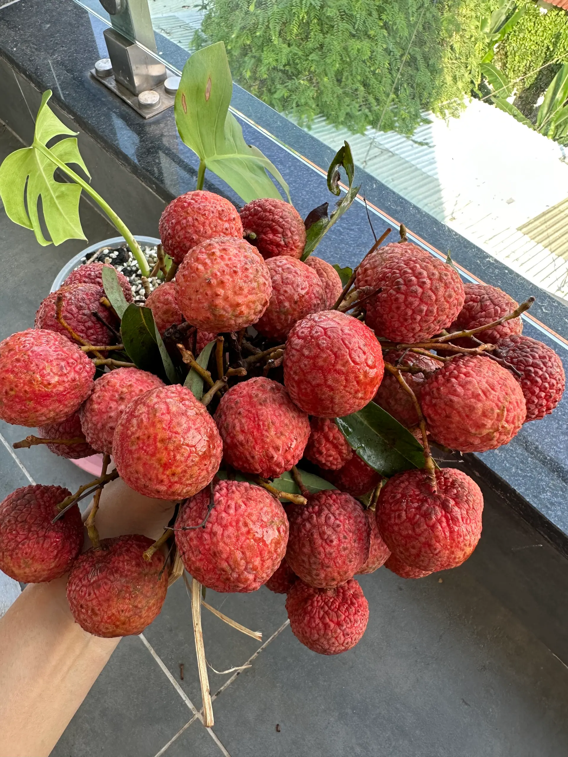 Hình ảnh Vải thiều 1kg còn vỏ