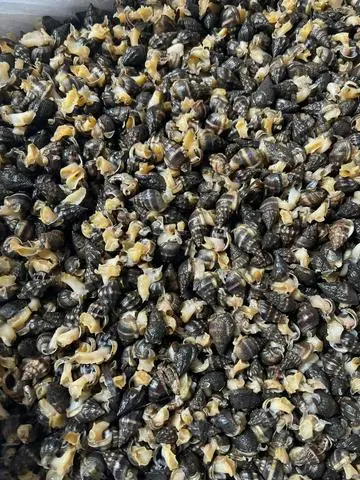 Hình ảnh Ốc dừa biển