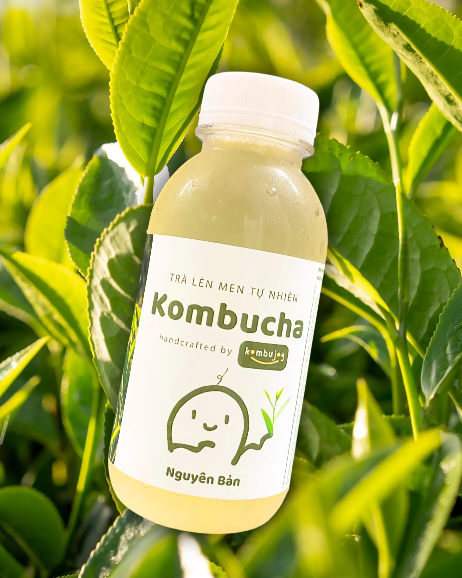 Hình ảnh Kombucha nguyên bản - chai 330ml