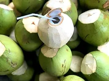 Hình ảnh Dừa xiêm xanh - 1 trái