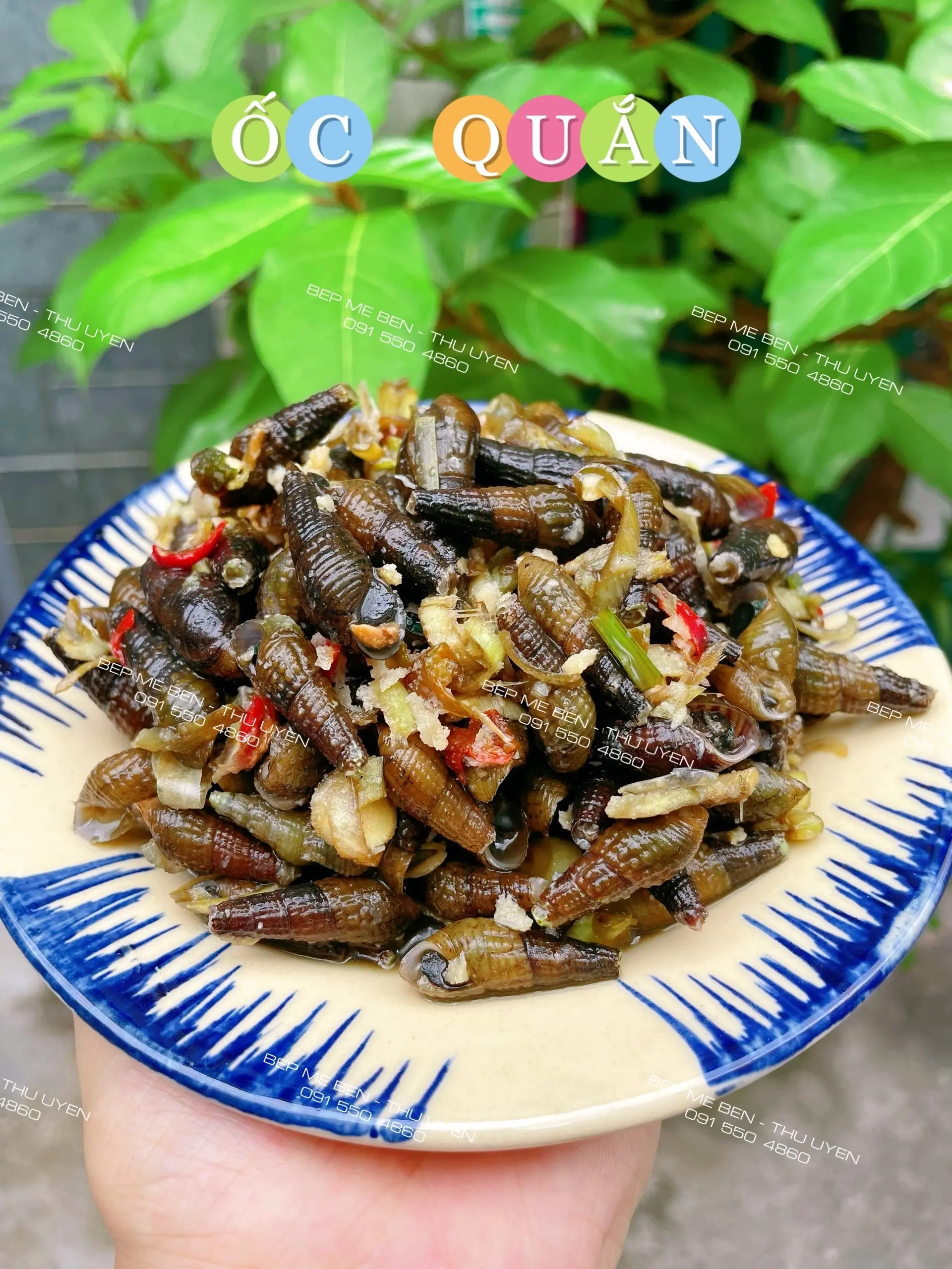 Hình ảnh Ốc Quắn