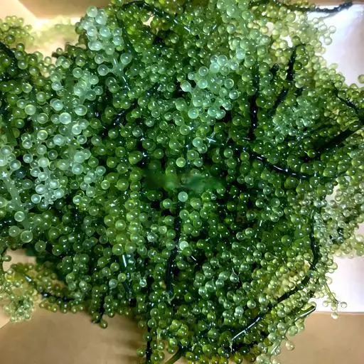 Hình ảnh Rong nho tươi 100gr