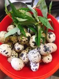 Hình ảnh Trúng cút ( ko lộn)