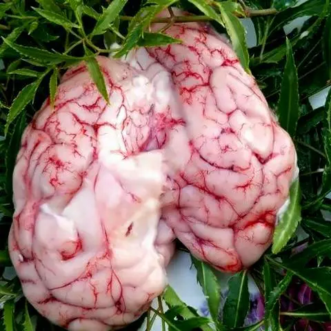 Hình ảnh Óc Dê Thêm (bộ)