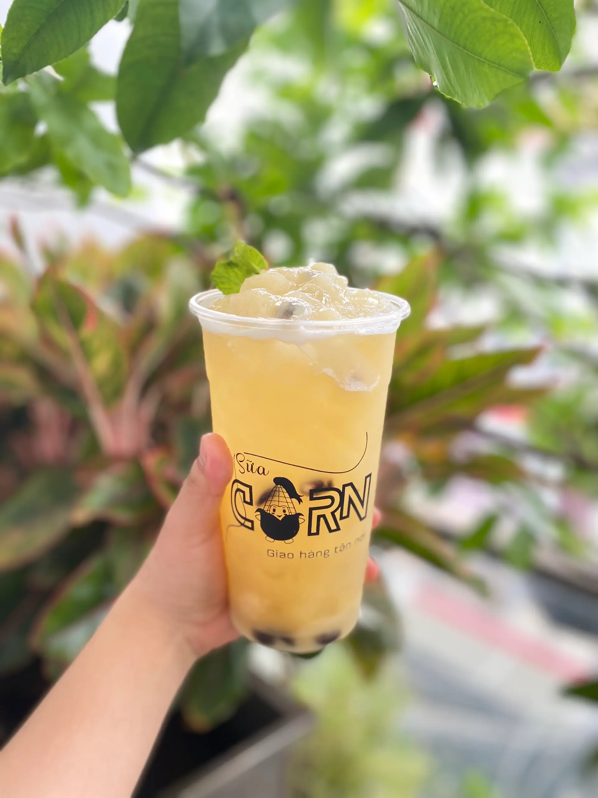 Hình ảnh trà mãng cầu ( L )