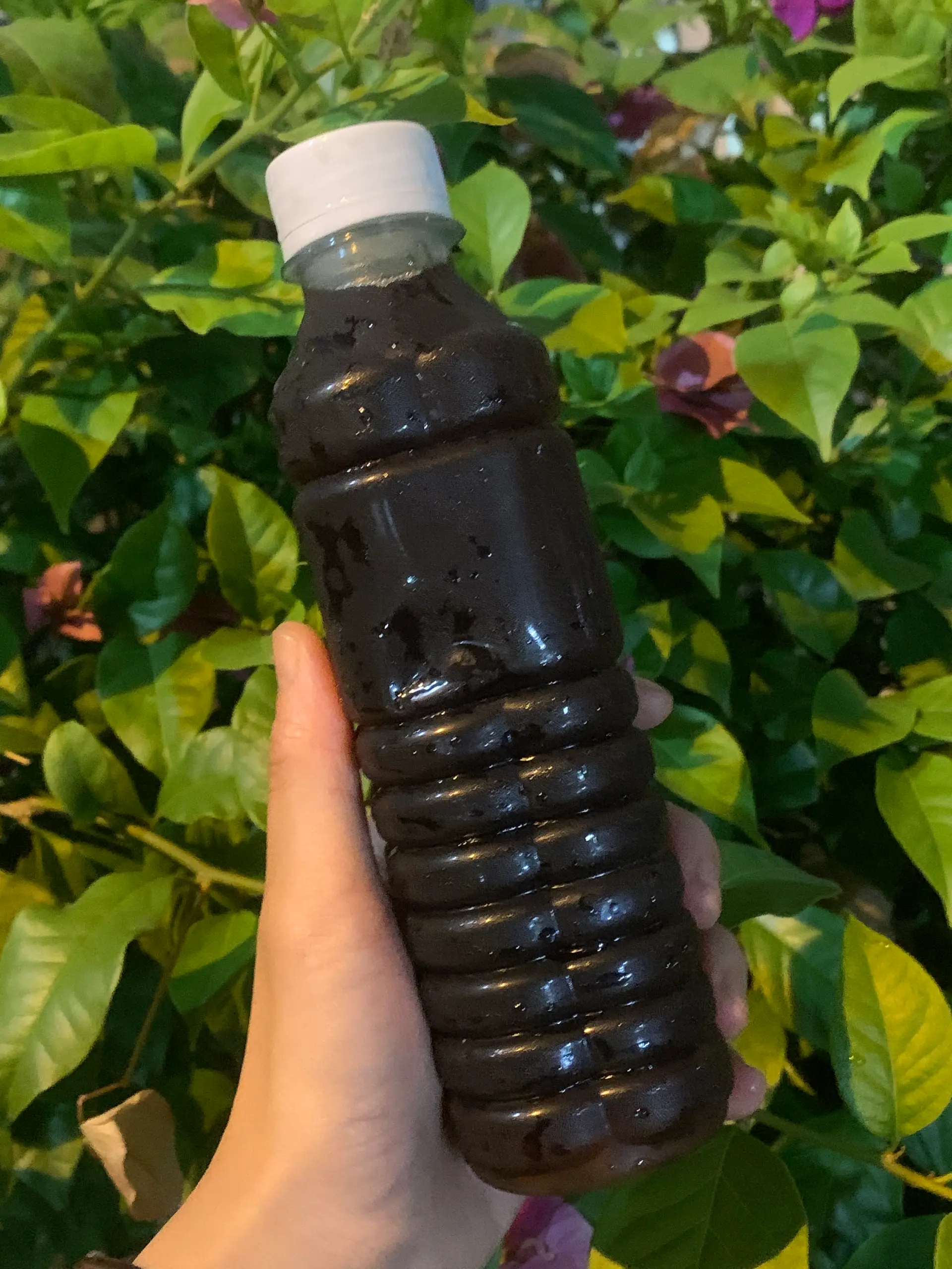 Hình ảnh Nước sâm nhà làm - chai 300ml