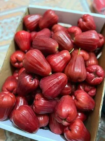 Hình ảnh Roi Đỏ An Phước