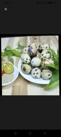 Hình ảnh cút lộn