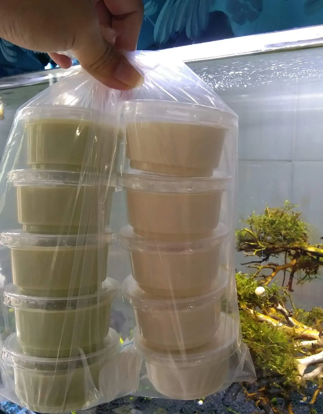 Hình ảnh Tào Hũ Mix Vị 10 Hũ ( 5 Matcha + 5 Truyền Thống)