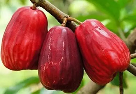 Hình ảnh mận an phước chấm muối tôm