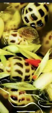 Hình ảnh ốc hương hấp sả