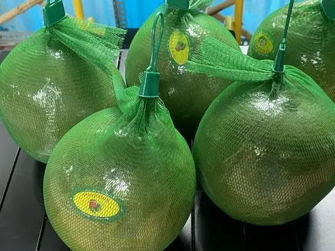 Hình ảnh Bưởi Da Xanh  1 quả 1,2-1,4kg