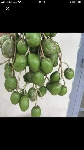 Hình ảnh Cóc Thái non tươi (500gr) tặng muối 