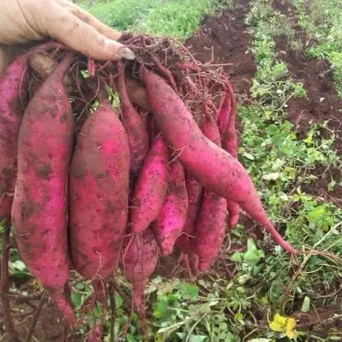 Hình ảnh Khoai lang Nhật Sống 1kg