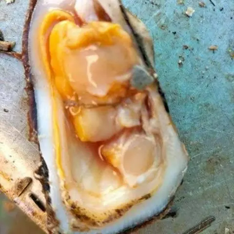 Hình ảnh sò dẹo nướng mọi