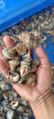 Hình ảnh ốc gai rang muối