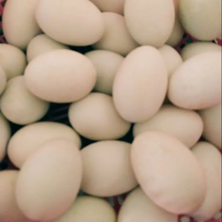 Hình ảnh Trứng Vịt Dữa Nước