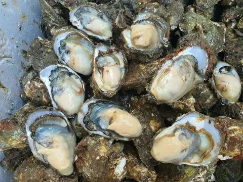 Hình ảnh Hàu hấp - 1 kg