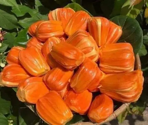 Hình ảnh Mít Đỏ Malaysia Lột Sẵn - Hộp 500g