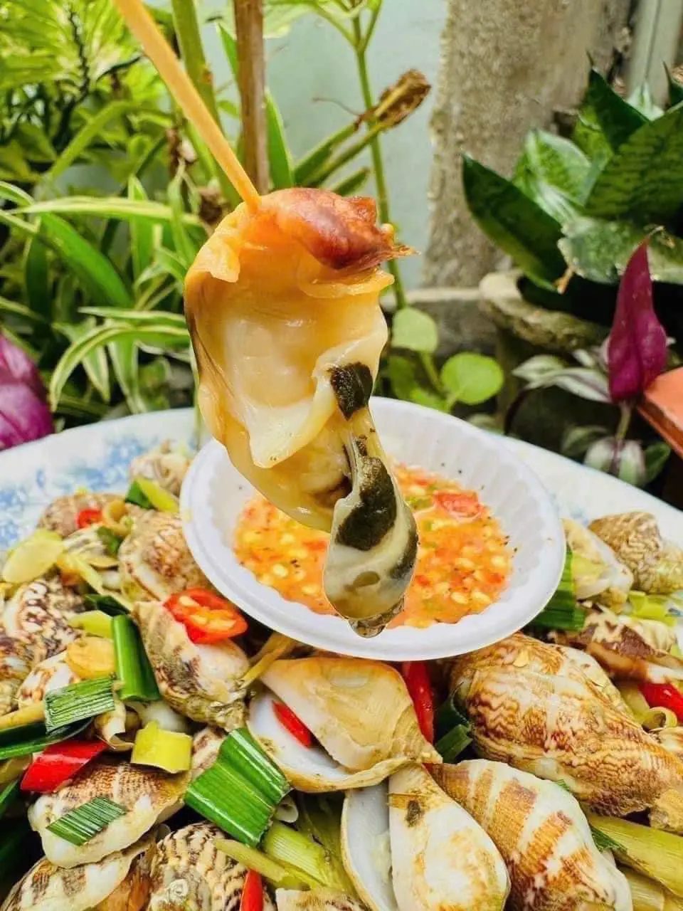Hình ảnh ốc nhảy cái khổng lồ hấp thái 