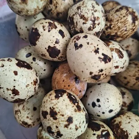 Hình ảnh Trứng Cút Thêm 