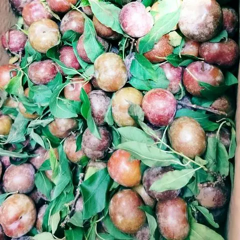 Hình ảnh Mận Hà Nội