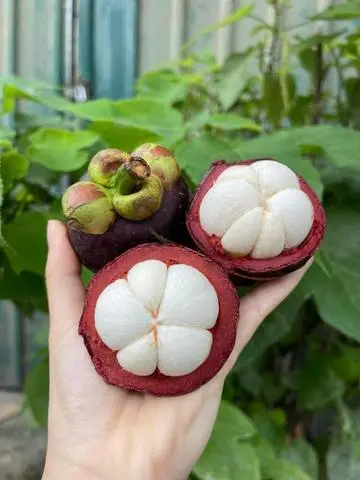 Hình ảnh Măng cụt ngon.
