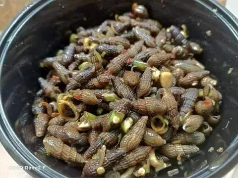 Hình ảnh Ốc Quắn ( Gai Suối ) Xào Sả Ớt “Ốc Tuổi Thơ “