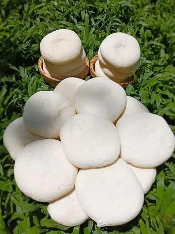 Hình ảnh Bánh bao sữa size lớn