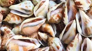 Hình ảnh Ốc nhảy hấp sả