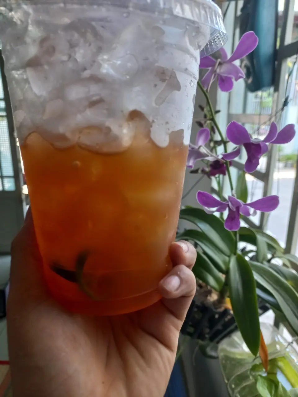 Hình ảnh Trà Tắc Ly Lớn