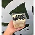 Hình ảnh Bánh trà sữa trân châu đường đen