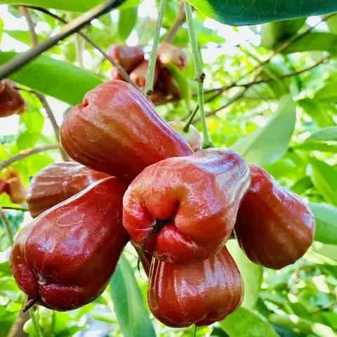 Hình ảnh Mận 1kg