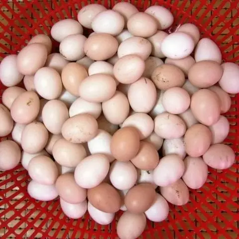 Hình ảnh Trứng Gà Ta 