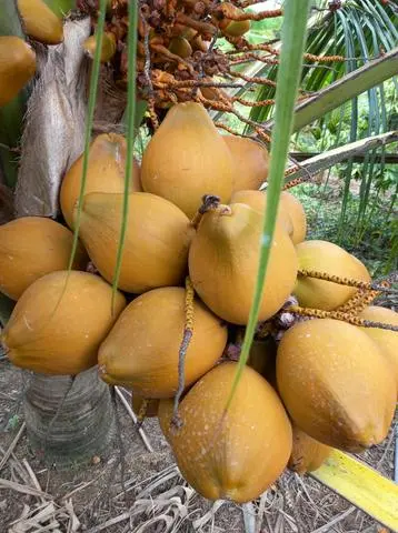 Hình ảnh Dừa Xiêm Mã Lai Ly Khổng Lồ