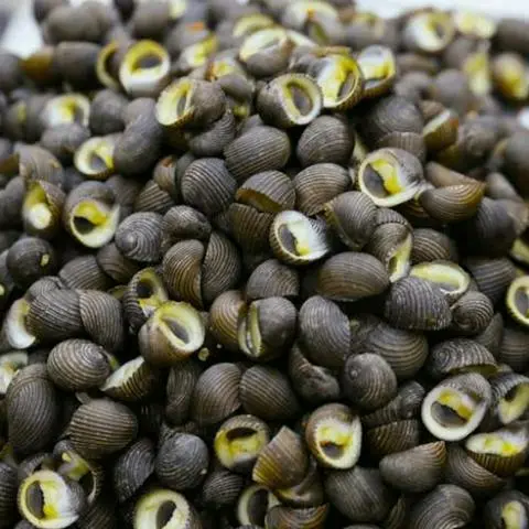 Hình ảnh ỐC NGỰA LUỘC KÈM MUỐI TÔM TẮC 