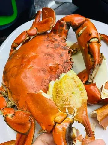 Hình ảnh cua thịt size đại _phần 1con