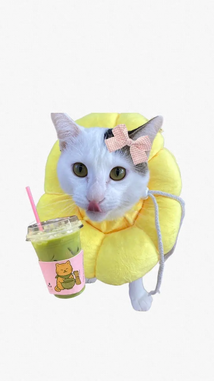 Hình ảnh Matcha Latte Earl Grey - 500ml