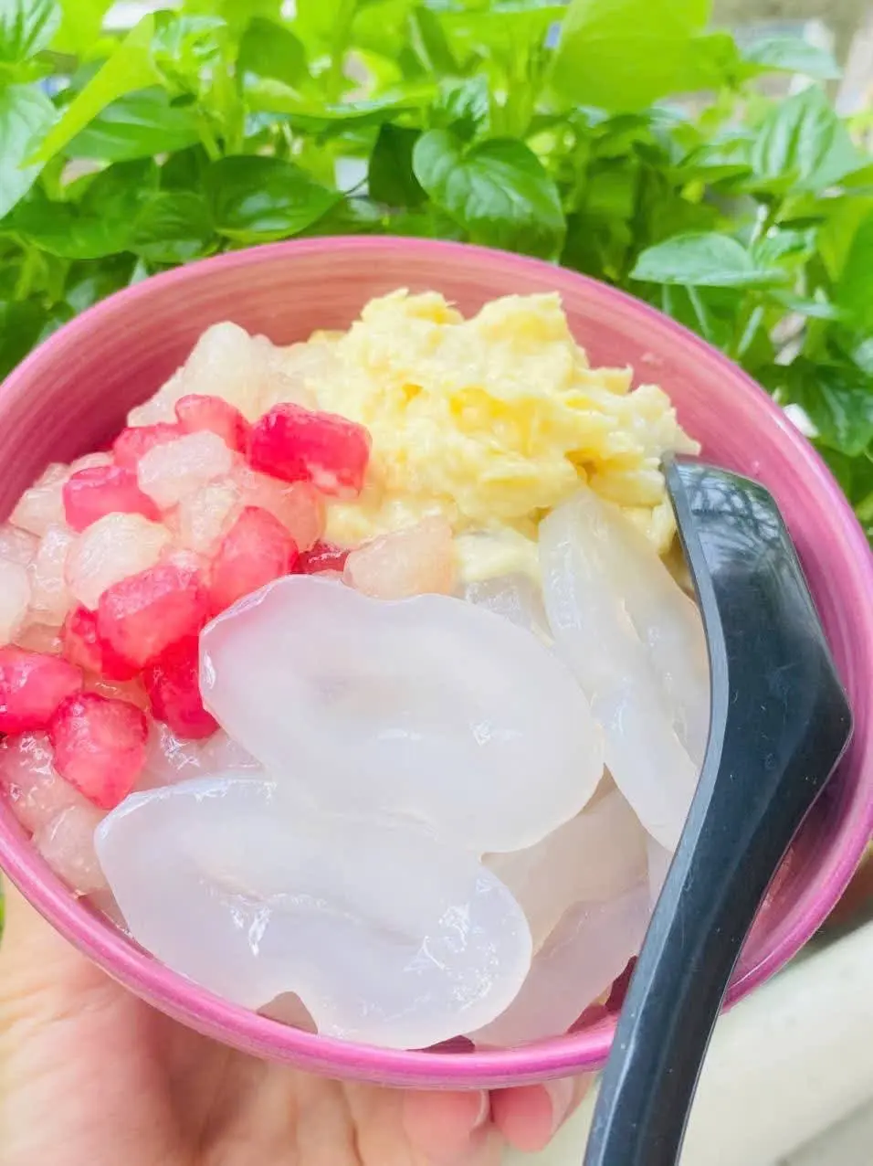 Hình ảnh Sầu riêng dầm thốt nốt