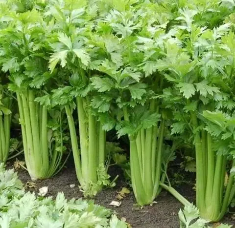 Hình ảnh  Nước ép thơm 