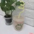 Hình ảnh Sinh tố saboche