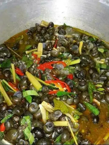Hình ảnh Ốc gạo hút 