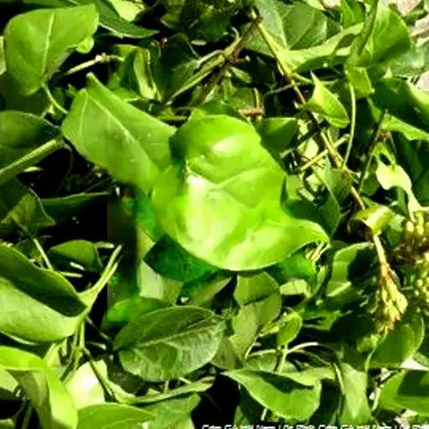 Hình ảnh Canh lá giang