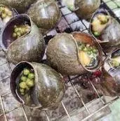 Hình ảnh Ốc bươu - ốc lác