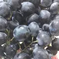 Hình ảnh Nho