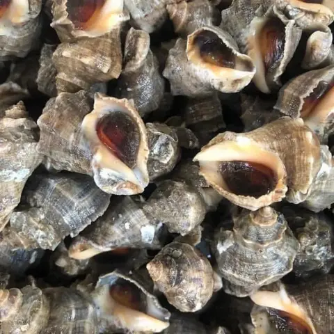 Hình ảnh Ốc gai nướng mọi