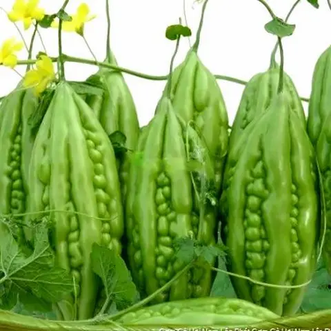Hình ảnh Canh khổ qua bào