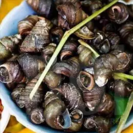 Hình ảnh Ốc đắng hấp sả