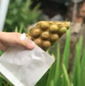 Hình ảnh Bánh Trứng Gà Vị Trà Xanh