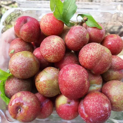 Hình ảnh Mận Hà Nội hoặc Mận Cơm - 350gr